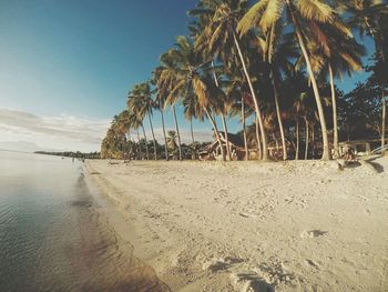 Palm trees on beach