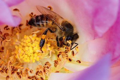 Extreme close-up of bee pollinating on flower