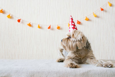 Funny cute yorkshire terrier yorkie dog in red party hat cap lies on table 