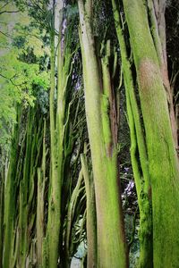 Trees in the forest