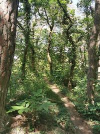 Trees growing in forest