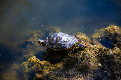 Close-up of turtle in the lake