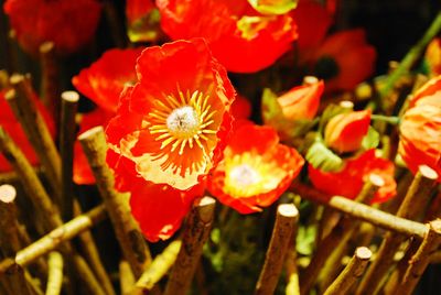 High angle view of red flowering plants