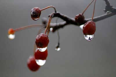 Close-up of water drop on twig