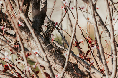 Close-up of flowering plant on tree