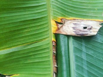 Full frame shot of leaf