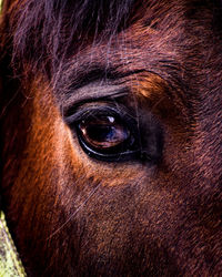 Close-up portrait of a horse