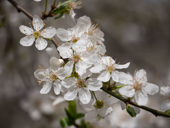 Close-up of white cherry blossom