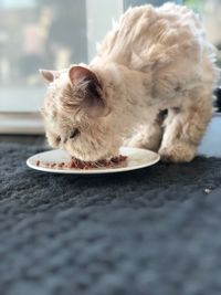 Close-up of a cat resting