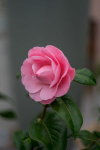 Close-up of pink rose