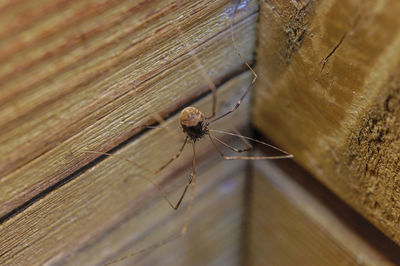 Close-up of spider on web