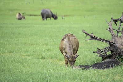 Sheep grazing in a field