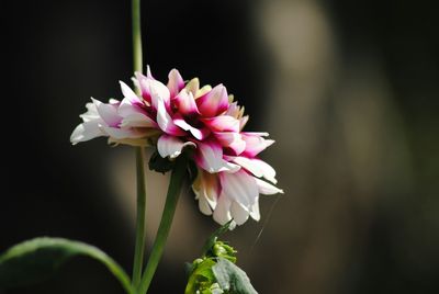 Close-up of pink flowers