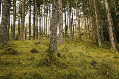 Pine trees in forest