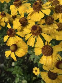 Close-up of yellow flowering plant