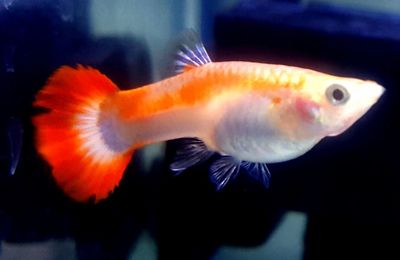 Close-up of fish swimming in aquarium