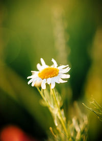 Close-up of white flowering plant