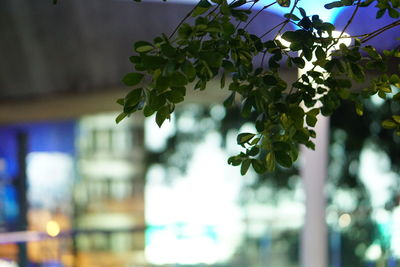 Close-up of flower tree