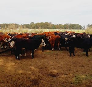 Cows standing on field against clear sky