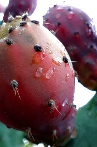 Close-up of wet strawberry