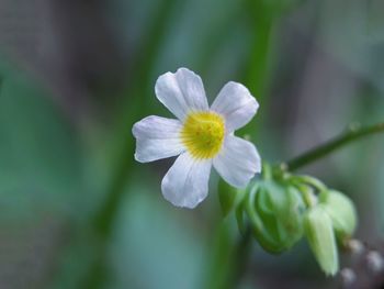 Close-up of white flowering plant