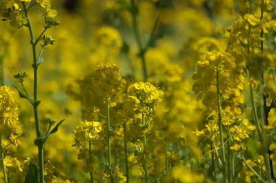 Yellow flowering plants on field