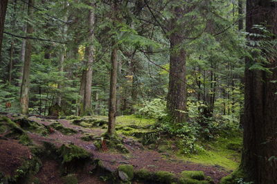 Pine trees in forest