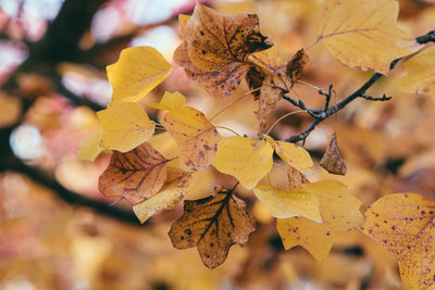 Close-up of autumnal leaves
