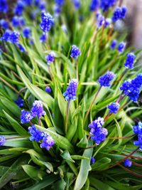 Close-up of purple flowering plants