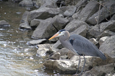 High angle view of gray heron perching on rock