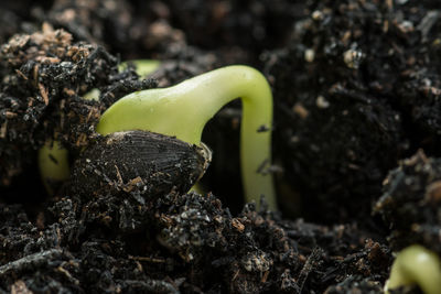 Close-up of seedlings growing on field