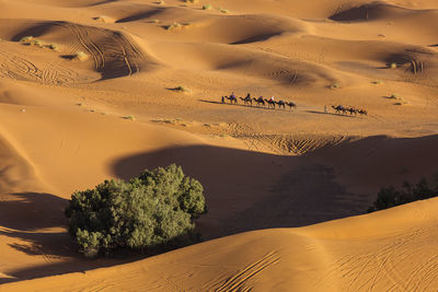 High angle view of camel train in desert