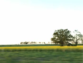 Scenic view of field against clear sky