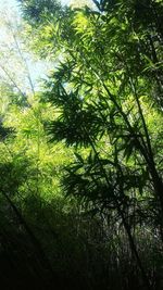 Trees growing on branch