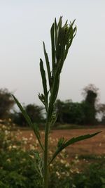 Close-up of plant against sky