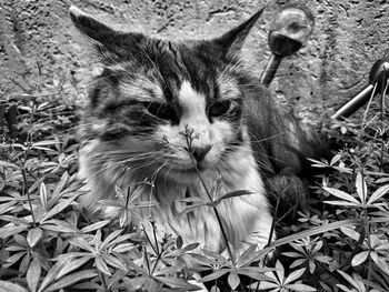 Close-up portrait of a cat