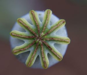 Close-up of poppy seed head 