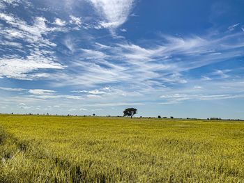 Scenic view of agricultural field against sky