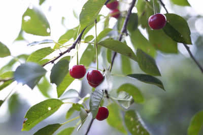 Close-up of red berries growing on tree