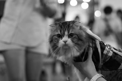 Portrait of cat by tree outdoors