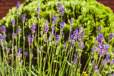 Close-up of purple flowering plants on field