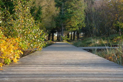 Footpath amidst trees in forest