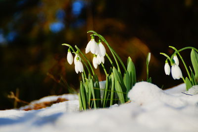 Close-up of white crocus blooming outdoors