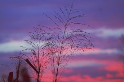 Low angle view of silhouette tree against sky at sunset