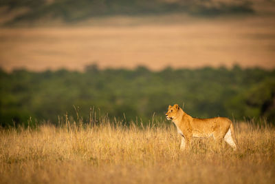 Lioness standing on grassy field