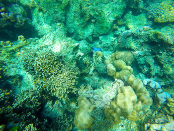 Full frame shot of coral in sea