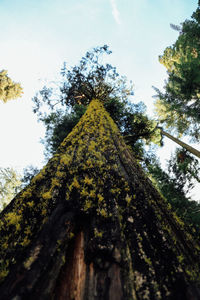 Low angle view of trees against sky