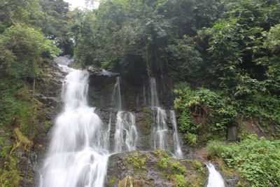 Scenic view of waterfall in forest