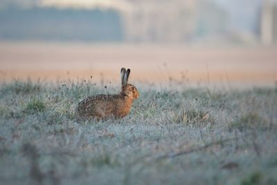 Close-up of rabbit on field