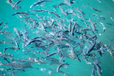 Fish swimming in sea